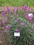 Shrubby Wallflower